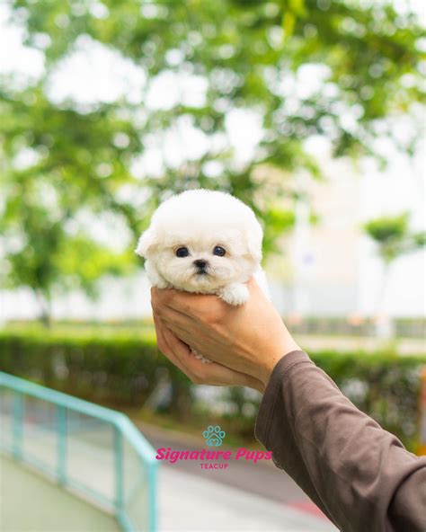 Dior the Bichon Frise (@diorthebichonph) 